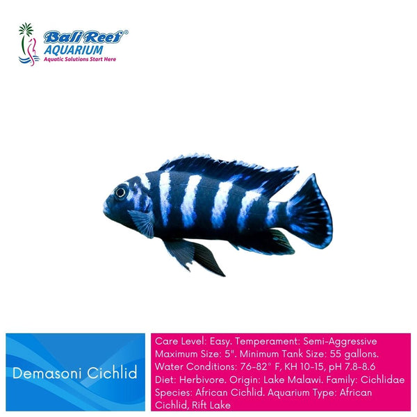 Demasoni cichlid care sales